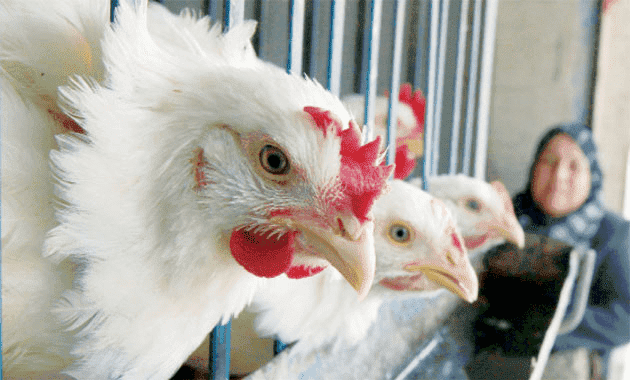ارتفاع أسعار الدجاج في السوق الأردني