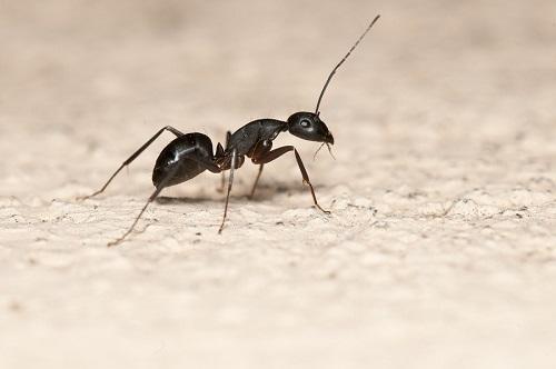 أسهل حل للتخلص من وجود النمل في منزلك