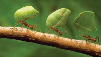 عدد النمل الإجمالي على الأرض ووزنها