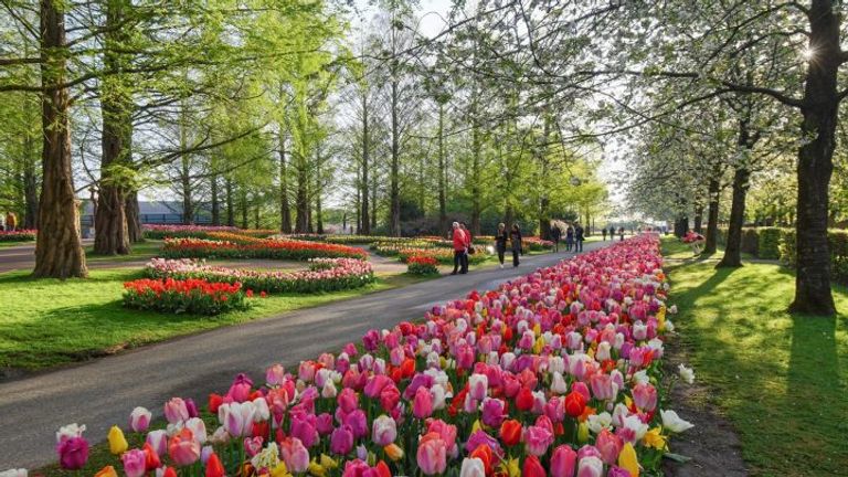 بالصور تعرف على أجمل أجمل حديقة في هولندا كيوكينهوف
