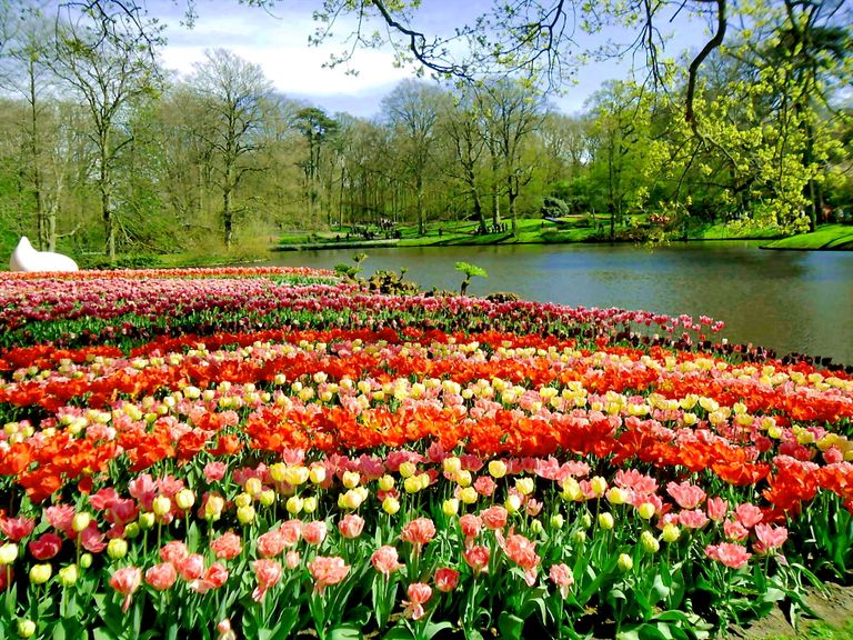 بالصور تعرف على أجمل أجمل حديقة في هولندا كيوكينهوف